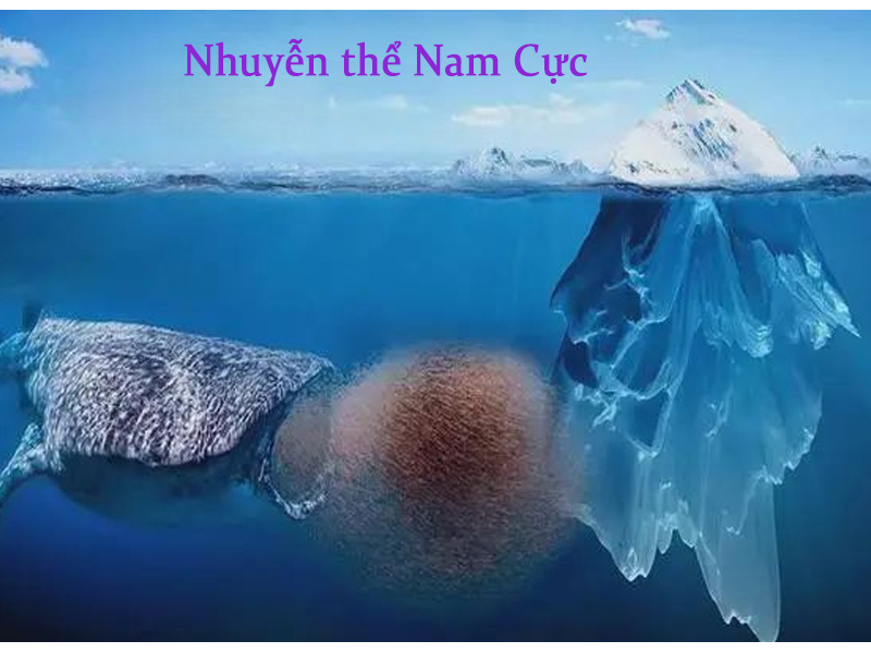 nhuyễn thể nam cực, dầu nhuyễn thể Nam cực